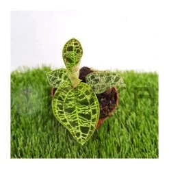 Orquídea Macodes Petola -Wrights Tienda orquidea macodes petola 2