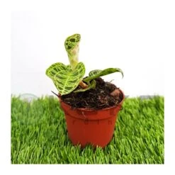 Orquídea Macodes Petola -Wrights Tienda orquidea macodes petola 3