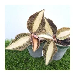 Orquídea Macodes Petola -Wrights Tienda orquidea macodes petola 4