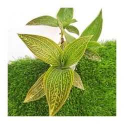 Orquídea Macodes Petola -Wrights Tienda orquidea macodes petola 5