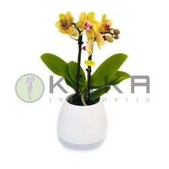Orquídea Natural Con Música
