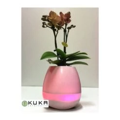 Orquídea Natural Con Música -Wrights Tienda orquidea natural con musical 3