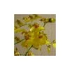 Orquídea Oncidium Münsterland -Wrights Tienda orquidea oncidium muensterland