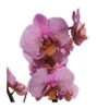 Orquidea Phalaenopsis -Wrights Tienda orquidea phalaenopsis