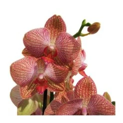 Orquidea Phalaenopsis 10 Orquidea Phalaenopsis -Wrights Tienda orquidea phalaenopsis 2