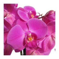 Orquidea Phalaenopsis 12 Orquidea Phalaenopsis -Wrights Tienda orquidea phalaenopsis 4