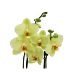 Orquidea Phalaenopsis 13 Orquidea Phalaenopsis -Wrights Tienda orquidea phalaenopsis 5