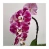 Orquídea Phalaenopsis Cascada Sin Flor COMPRA 2 Y PAGA 1 -Wrights Tienda orquidea phalaenopsis blanca espiral 2
