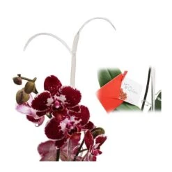 Orquídea Phalaenopsis+ Tutor+ Tarjeta Con Mensaje. -Wrights Tienda orquidea phalaenopsis dos varas tutor tarjeta con mensaje 2