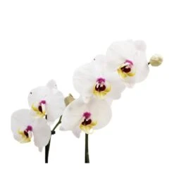 Orquídea Phalaenopsis+ Tutor+ Tarjeta Con Mensaje. -Wrights Tienda orquidea phalaenopsis dos varas tutor tarjeta con mensaje 3