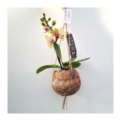 Orquidea Phalaenopsis Mini Kokedama Sin Flor COMPRA 2 Y PAGA 1 -Wrights Tienda orquidea phalaenopsis mini kokedama 2