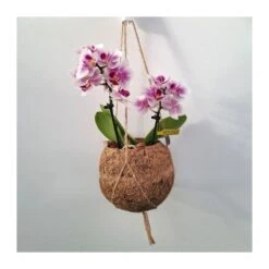 Orquidea Phalaenopsis Mini Kokedama Sin Flor COMPRA 2 Y PAGA 1 -Wrights Tienda orquidea phalaenopsis mini kokedama 4