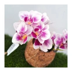 Orquidea Phalaenopsis Mini Kokedama Sin Flor COMPRA 2 Y PAGA 1 -Wrights Tienda orquidea phalaenopsis mini kokedama 5