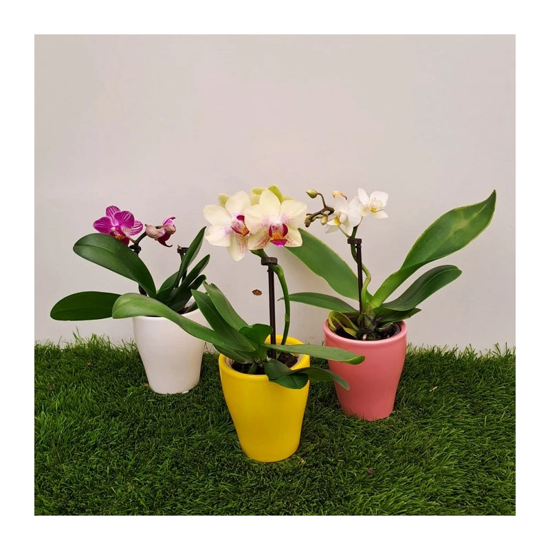 Orquidea Phalaenopsis Mini 3 Orquidea Phalaenopsis Mini