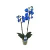 Orquídea Phalaenopsis Royal Blue -Wrights Tienda orquidea phalaenopsis royal blue
