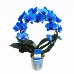 Orquídea Phalaenopsis Royal Blue -Wrights Tienda orquidea phalaenopsis royal blue 2