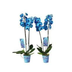 Orquídea Phalaenopsis Royal Blue -Wrights Tienda orquidea phalaenopsis royal blue 3
