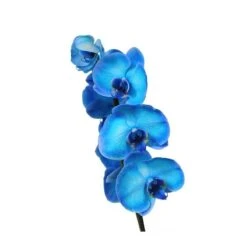 Orquídea Phalaenopsis Royal Blue -Wrights Tienda orquidea phalaenopsis royal blue 4