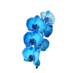 Orquídea Phalaenopsis Royal Blue -Wrights Tienda orquidea phalaenopsis royal blue 5