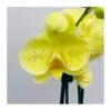 Orquidea Phalaenopsis Royal Yellow -Wrights Tienda orquidea phalaenopsis royal orange