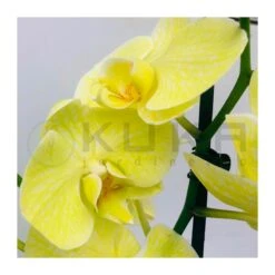 Orquidea Phalaenopsis Royal Yellow -Wrights Tienda orquidea phalaenopsis royal orange 2