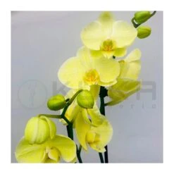 Orquidea Phalaenopsis Royal Yellow -Wrights Tienda orquidea phalaenopsis royal orange 3
