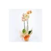 Orquidea Phalaenopsis Royal Orange 1 Orquidea Phalaenopsis Royal Orange -Wrights Tienda orquidea phalaenopsis royal orange 4