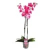 Orquidea Phalaenopsis Royal Pink -Wrights Tienda orquidea phalaenopsis royal pink