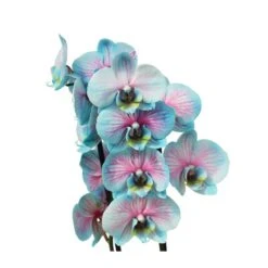 Orquídea Phalaenopsis Wond Of Nature -Wrights Tienda orquidea phalaenopsis wond of nature 2