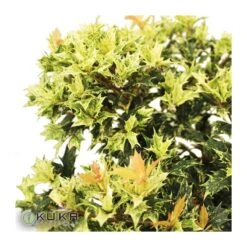 Wrights Tienda 25 Wrights Tienda -Wrights Tienda osmanthus heterophyllus tricolor goshiki 1