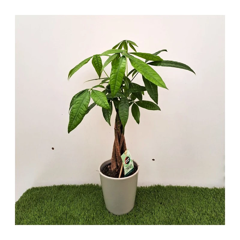 Pachira Acuatica 4 Pachira Acuatica - Imagen 2