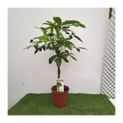 Pachira Acuatica 7 Pachira Acuatica -Wrights Tienda pachira aquatica 1 2