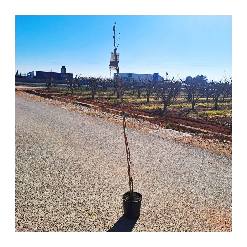 Parra Superior Sin Pepita 4 Parra Superior Sin Pepita - Imagen 2