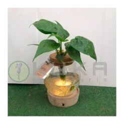 Philodendro Epifanía -Wrights Tienda philodendron white wave 2