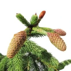 Abeto Rojo Enano. Picea Abies Acrocona 7 Abeto Rojo Enano. Picea Abies Acrocona -Wrights Tienda picea abies acrocona 2