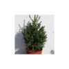 Picea Abies Compacta