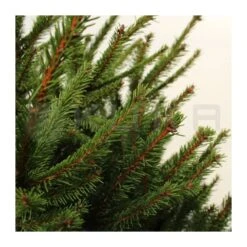 Picea Abies Compacta -Wrights Tienda picea abies compacta 2