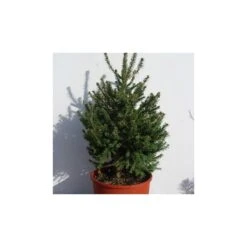 Picea Abies Compacta