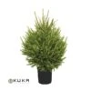 Picea Abies Excelsa -Wrights Tienda picea abies excelsa