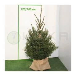 Picea Abies Excelsa -Wrights Tienda picea abies excelsa 3