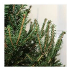Picea Abies Excelsa -Wrights Tienda picea abies excelsa 4