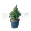 Picea Glauca Alba -Wrights Tienda picea glauca alba