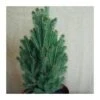 Picea Glauca Cinderella -Wrights Tienda picea glauca cinderella
