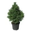 Picea Glauca Conica 1 Picea Glauca Conica -Wrights Tienda picea glauca conica