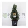 Picea Glauca Sander´s Blue -Wrights Tienda picea glauca sanders blue