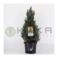 Picea Glauca Sander´s Blue