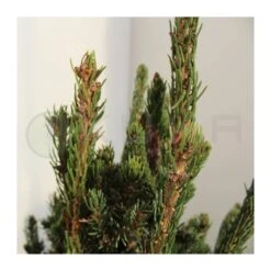 Picea Likiangensis Balfouriana 5 Picea Likiangensis Balfouriana -Wrights Tienda picea likiangensis balfouriana 1