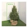 Picea Likiangensis Balfouriana 1 Picea Likiangensis Balfouriana -Wrights Tienda picea likiangensis balfouriana
