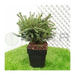 Picea Omorika Karel