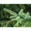 Picea Omorika